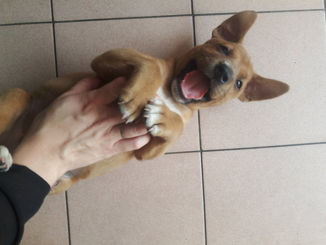 Brownie 1 And 2 - Mixed Breed Dog