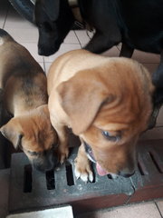 Brownie 1 And 2 - Mixed Breed Dog