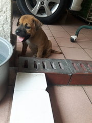 Brownie 1 And 2 - Mixed Breed Dog