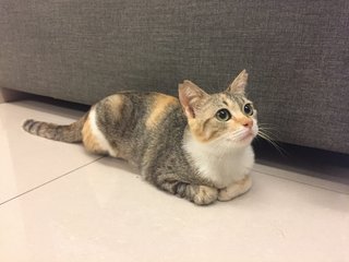 Lovey - Domestic Short Hair Cat