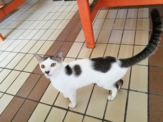 Chukcham - Domestic Short Hair Cat