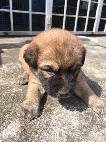 Brownie - Mixed Breed Dog