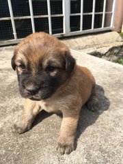 Brownie - Mixed Breed Dog