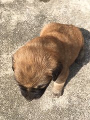 Brownie - Mixed Breed Dog