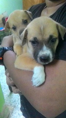 3 Female Puppies - Mixed Breed Dog