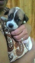 3 Female Puppies - Mixed Breed Dog