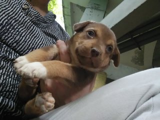 Puppies Of Damansara/ Bandar Utama - Mixed Breed Dog