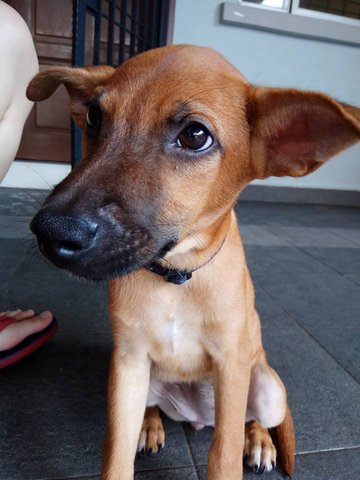 Bubu - Mixed Breed Dog