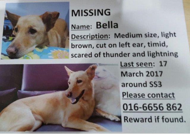 Bella - Mixed Breed Dog