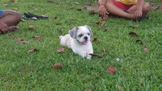 Hero - Shih Tzu Dog