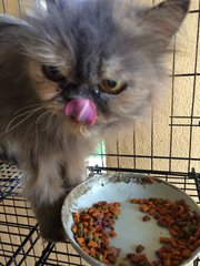 Gucci - Persian Cat