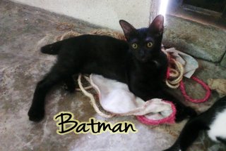 Alice And Batman - Domestic Short Hair + Tortoiseshell Cat