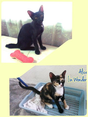 Alice And Batman - Domestic Short Hair + Tortoiseshell Cat