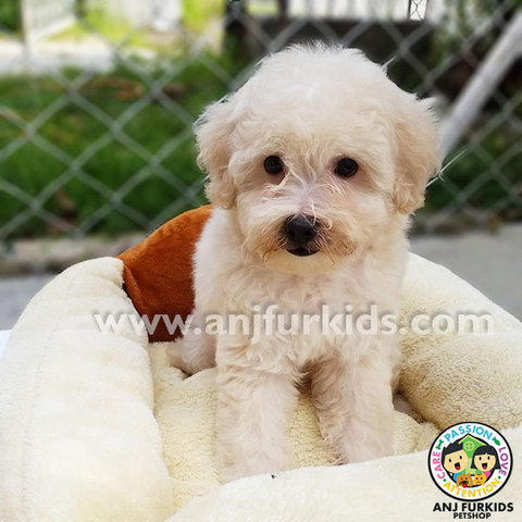 Adorable Male Maltese Mix Poodle11 Puppy - Maltese + Poodle Dog