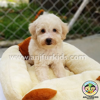 Adorable Male Maltese Mix Poodle11 Puppy - Maltese + Poodle Dog