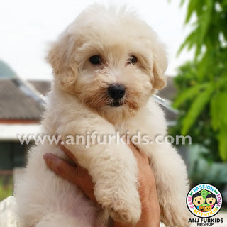 Adorable Male Maltese Mix Poodle11 Puppy - Maltese + Poodle Dog