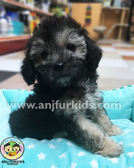 Phantom Silver Tiny2 Toy Poodle Puppy - Poodle Dog