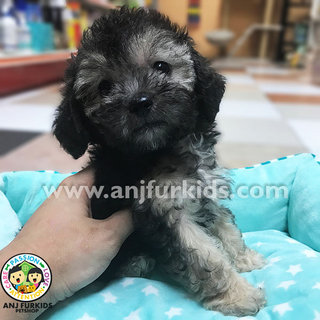 Phantom Silver Tiny2 Toy Poodle Puppy - Poodle Dog