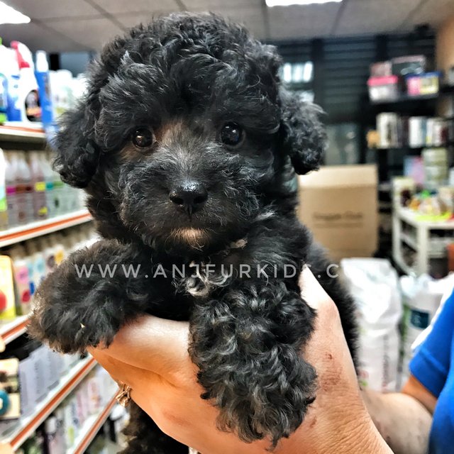 Phantom Silver Tiny2 Toy Poodle Puppy - Poodle Dog