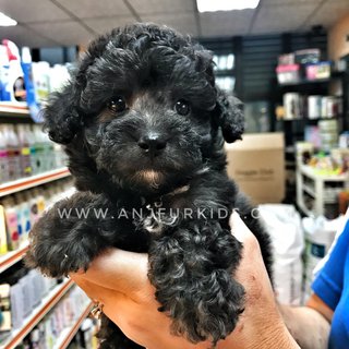 Phantom Silver Tiny2 Toy Poodle Puppy - Poodle Dog