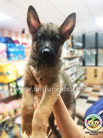 Big Bone Sable Male German Shepherd - German Shepherd Dog Dog