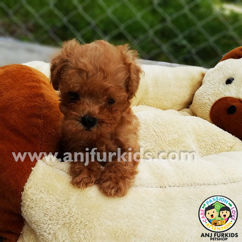 Quality Tiny Toy Poodle Female Pupp1y - Poodle Dog