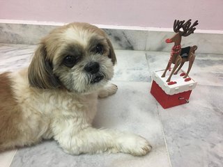 Nana - Shih Tzu Dog