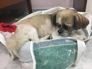 Nana - Shih Tzu Dog