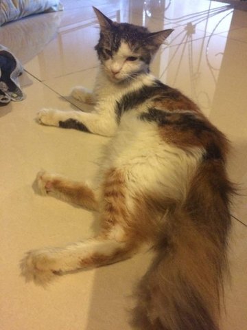 Aiysah - Domestic Long Hair Cat