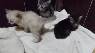 3 Kittens - Siamese Cat