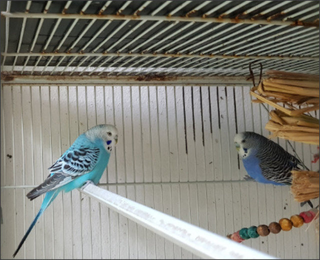 Ee And Dd - Budgie/Budgerigar Bird