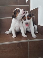 2 Pups  ( 2 Siblings - Female ) - Mixed Breed Dog