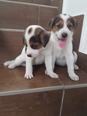 2 Pups  ( 2 Siblings - Female ) - Mixed Breed Dog