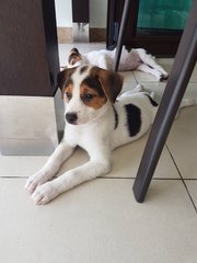 2 Pups  ( 2 Siblings - Female ) - Mixed Breed Dog