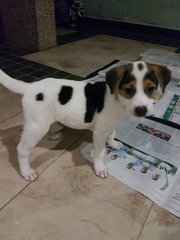 2 Pups  ( 2 Siblings - Female ) - Mixed Breed Dog