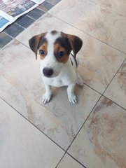 2 Pups  ( 2 Siblings - Female ) - Mixed Breed Dog