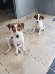 2 Pups  ( 2 Siblings - Female ) - Mixed Breed Dog