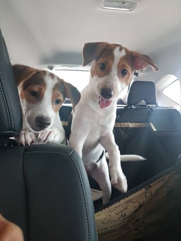 2 Pups  ( 2 Siblings - Female ) - Mixed Breed Dog