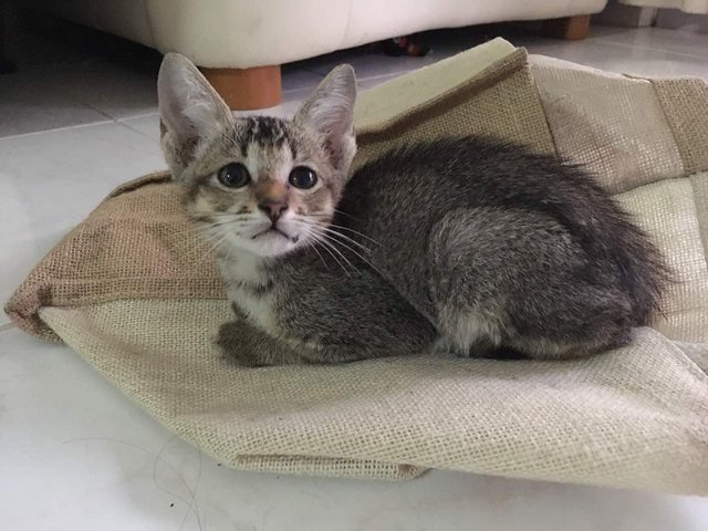 Felipe  - Tabby Cat