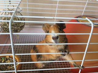 Littlelucky - Guinea Pig Small & Furry