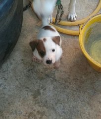 Female puppy