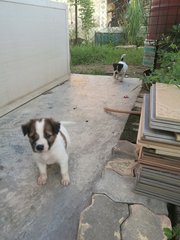 Front(Female puppy), Back(male puppy)