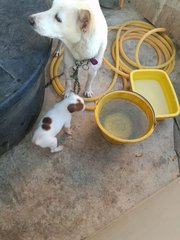 Female puppy with their mother