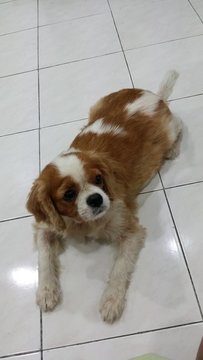 Girlgirl - Cavalier King Charles Spaniel Dog