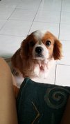 Girlgirl - Cavalier King Charles Spaniel Dog