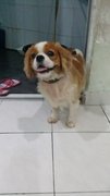 Girlgirl - Cavalier King Charles Spaniel Dog