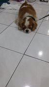 Girlgirl - Cavalier King Charles Spaniel Dog