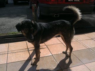 Rinja - Mixed Breed Dog