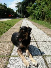 Rinja - Mixed Breed Dog