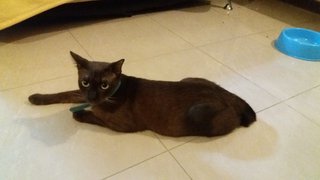 Cherry - Burmese Cat